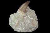 Mosasaur (Prognathodon) Tooth In Rock - Morocco #98303-1